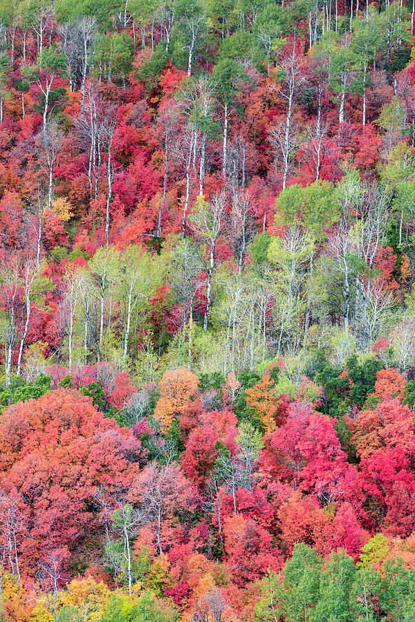 Brilliant Fall Foliage Near Midway Photograph by Howie Garber | Fine ...