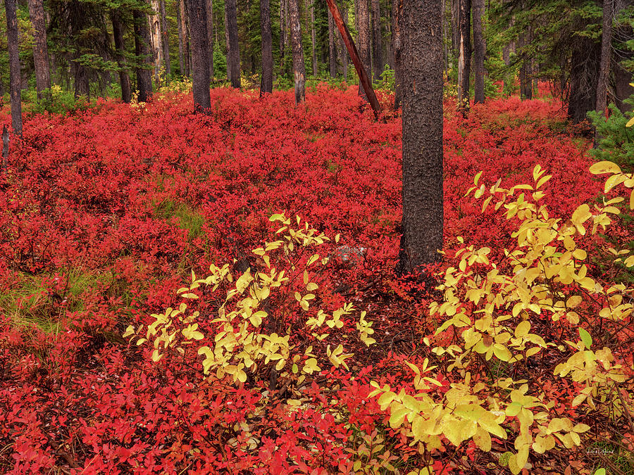 Brilliant Forest Red Photograph by Leland D Howard