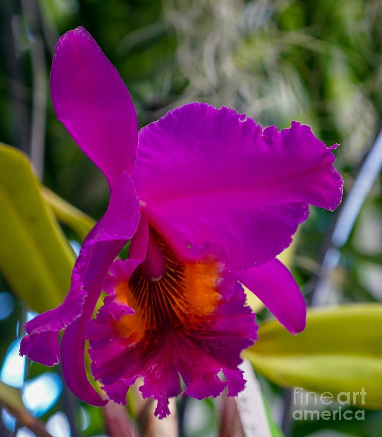 Brilliant Orchid Photograph by Susan Rydberg