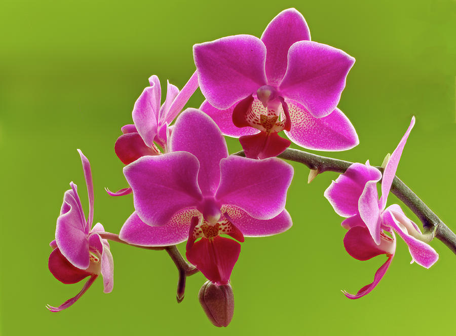 Brilliant Pink Orchid Photograph by Jean Noren