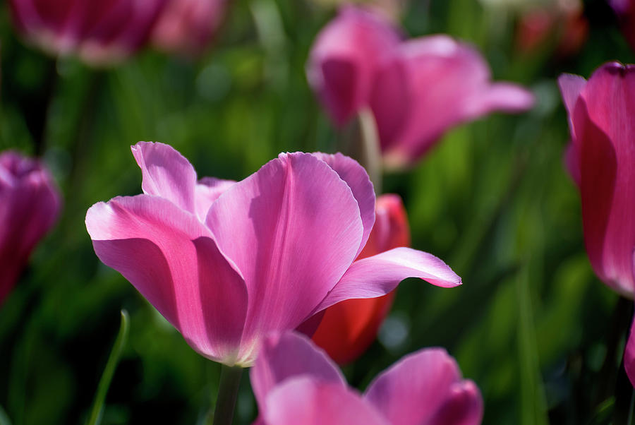 Brilliant Pink Tulip Photograph by Earleliason