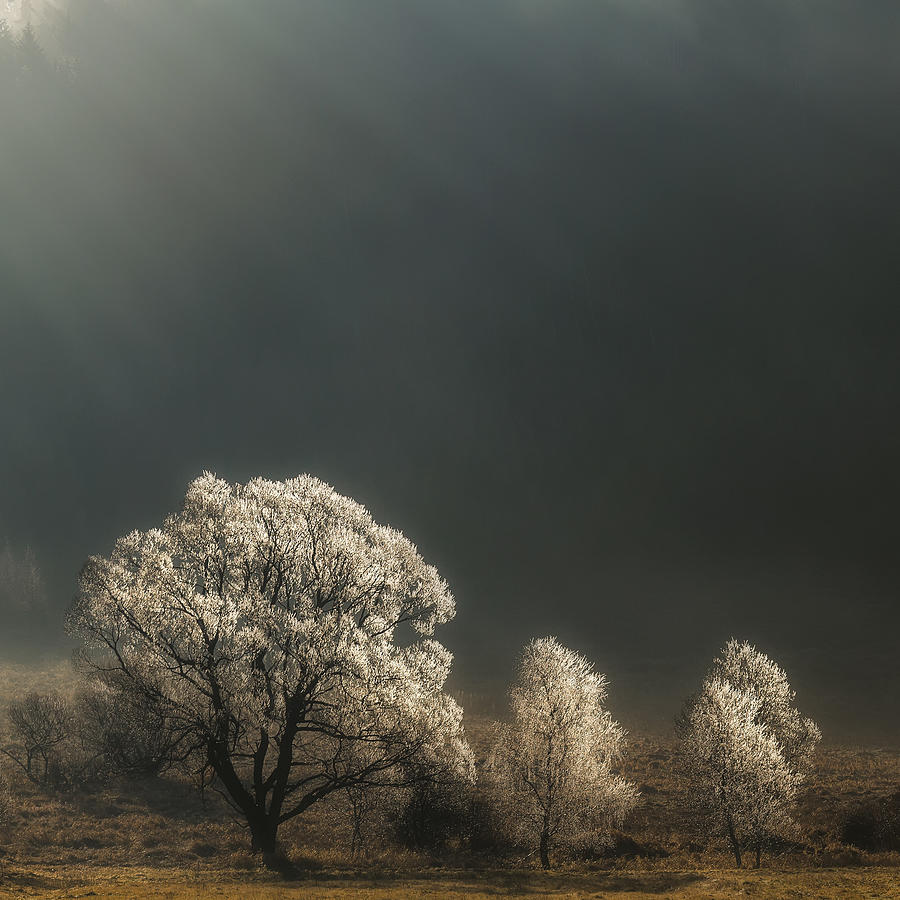 Winter Photograph - Brilliant Trees by Izabela Laszewska-mitrega/darek Mitr?ga