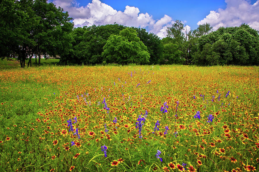 Brilliant Wildflower Days in the Hill Country Photograph by Lynn Bauer