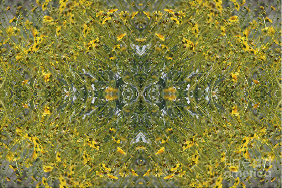 Brilliant Yellow Brittle Bush Burst Pattern Photograph by Colleen Cornelius
