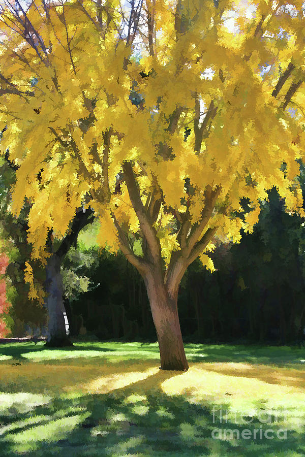 Brilliant Yellow Tree Autumn Season  Photograph by Chuck Kuhn