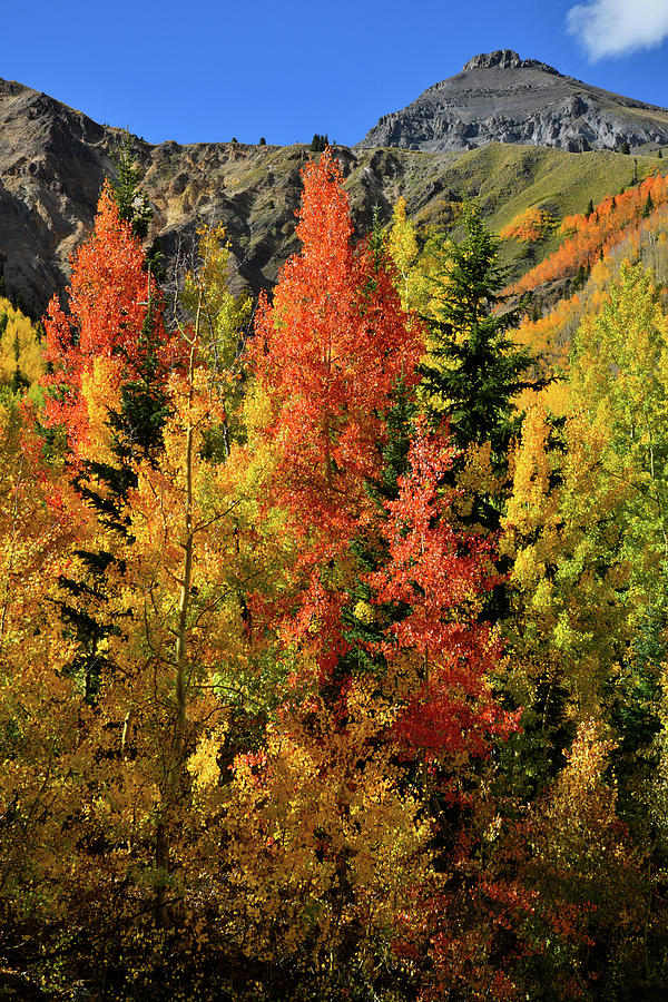 Brilliantly Colored Aspens at Red Mountain Pas Photograph by Ray Mathis