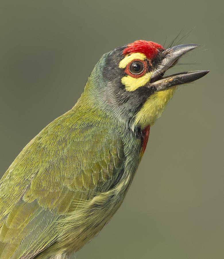 Brilliantly Colored Bird With a Wide Open Beak Photograph by Matthew ...