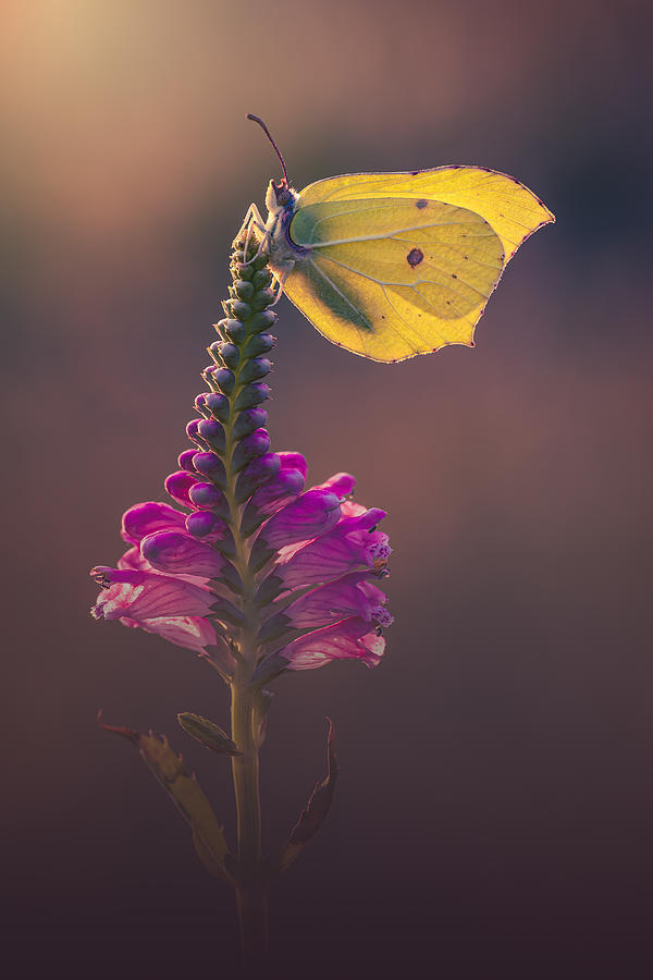Brimstone Butterfly Photograph by Kutub Uddin Brimstone Butterfly Photograph by Kutub Uddin