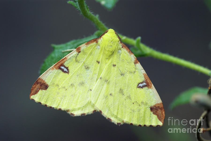 Brimstone Moth Photograph by Annie Haycock/science Photo Library - Fine