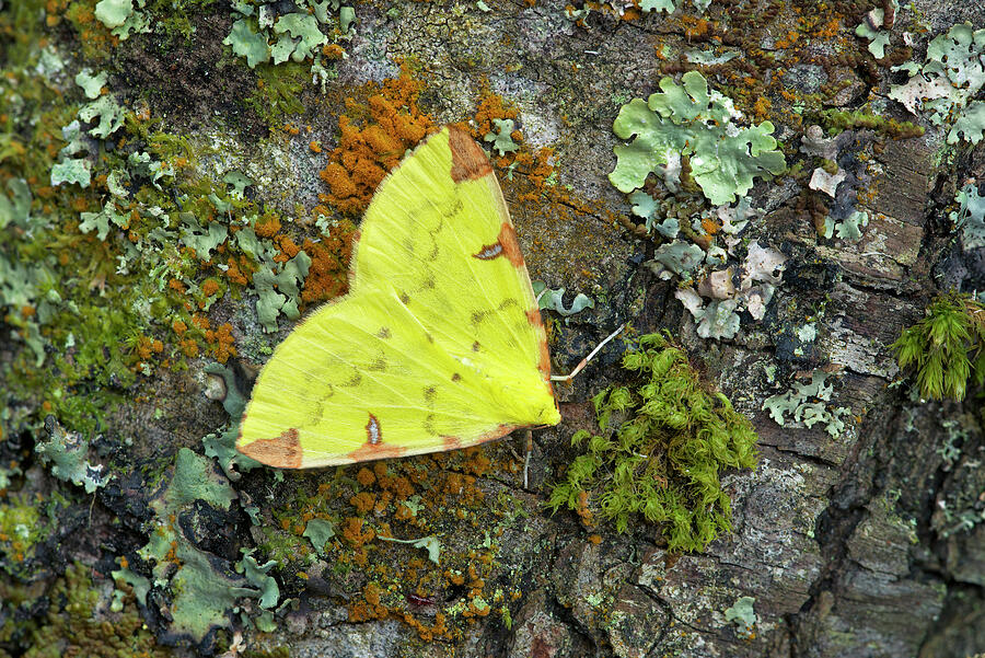Wildlife Photograph - Brimstone Moth  Banbridge, County Down, Northern Ireland by Robert Thompson / Naturepl.com