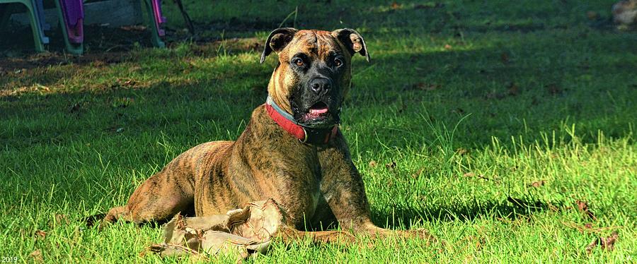 Brindle Boxer Photograph by Lisa Wooten