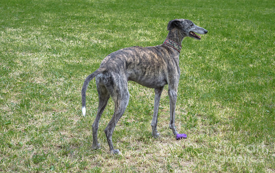 greyhound blue brindle