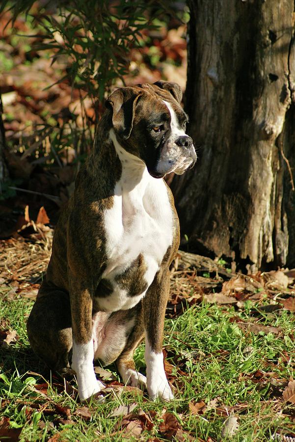 Brindled Beauty Photograph by Larry Kniskern - Pixels