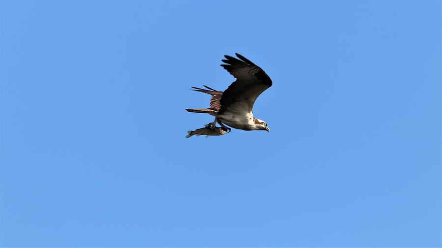 Bringing Home Dinner by Karen Silvestri Bringing Home Dinner by Karen Silvestri