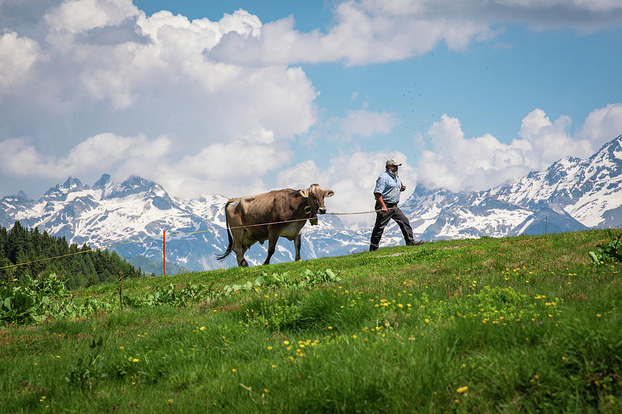 Bringing home the cow Photograph by Nicole Zenhausern