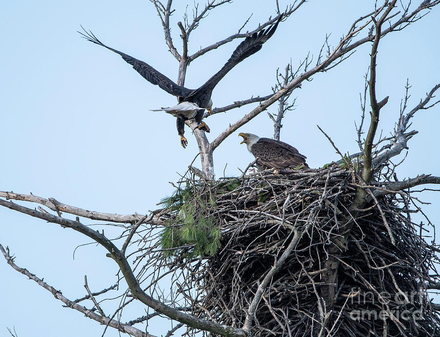 Bringing home the sushi Photograph by David Bearden - Fine Art America