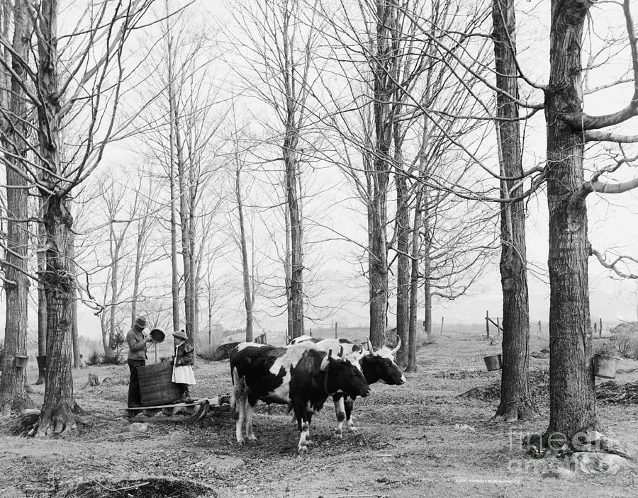 Bringing In The Sap In A Maple Sugar Camp, C.1900-06 (b/w Photo) Photograph by Detroit Publishing Co