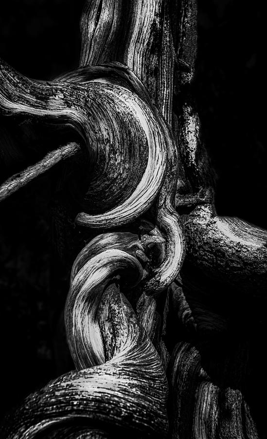 Bristlecone Abstract Photograph by Rob Darby