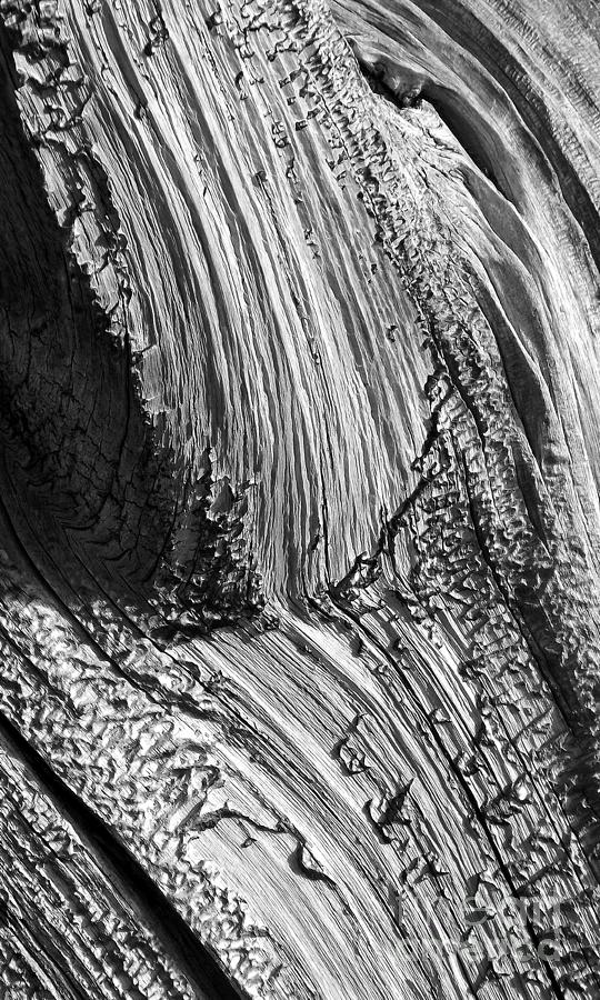 Bristlecone Pine Abstract In Monochrome Photograph by Douglas Taylor