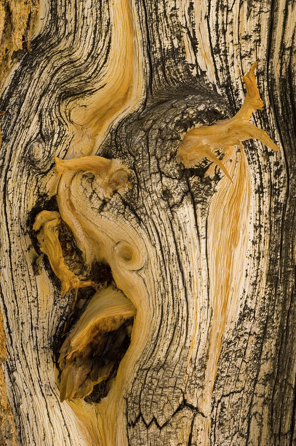 Bristlecone Pine Bark Detail Pinus Photograph by Nhpa