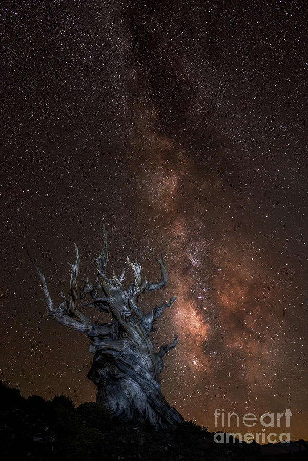 Bristlecone Pine Night Sky Photograph by Stanley Chen Xi, Landscape And Architecture Photographer