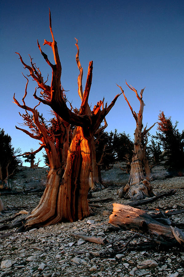 Bristlecone Pine Oldest Living Trees In North America Photograph by Ken Aaron