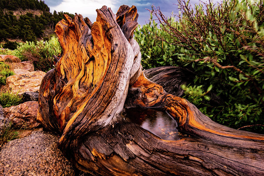 Bristlecone Pine Stump I Photograph by Steven Ainsworth