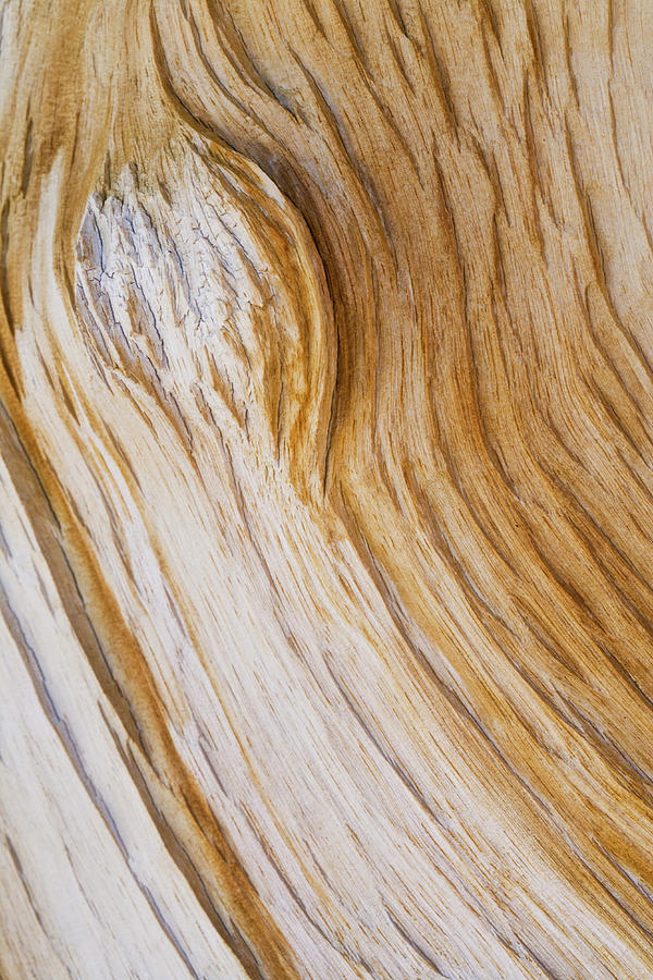 Bristlecone Pine Texture Photograph by Donald E. Hall