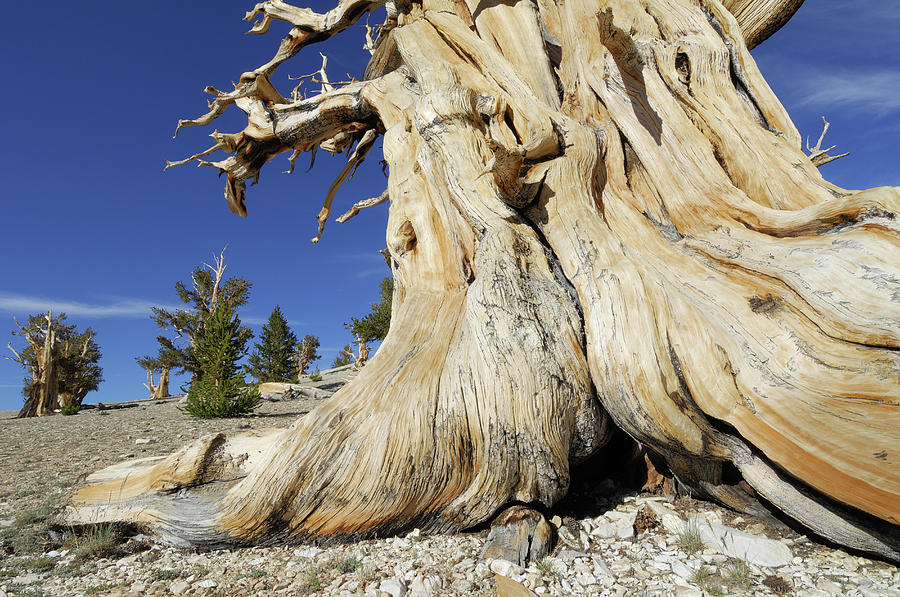 Bristlecone Pine Tree Pinus Longaeva Photograph by Martin Ruegner