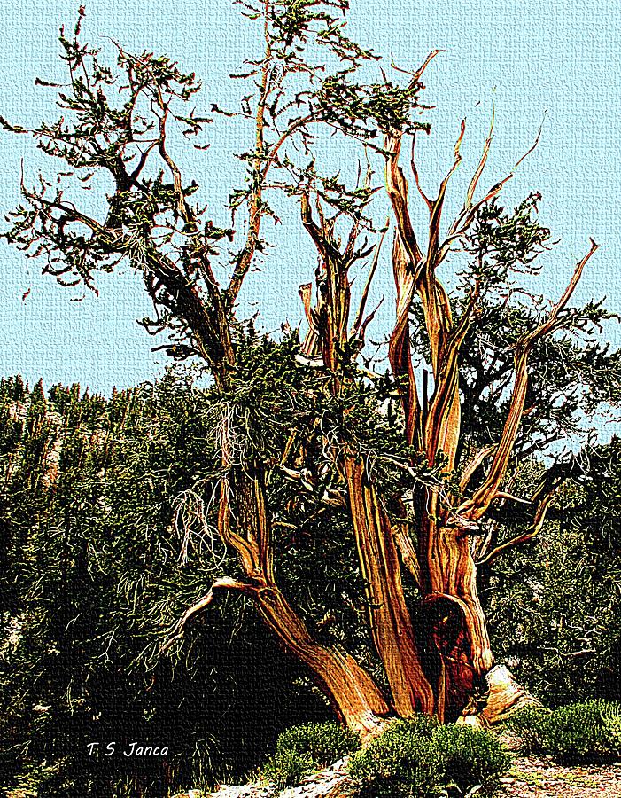Bristlecone Pine Tree Digital Art by Tom Janca