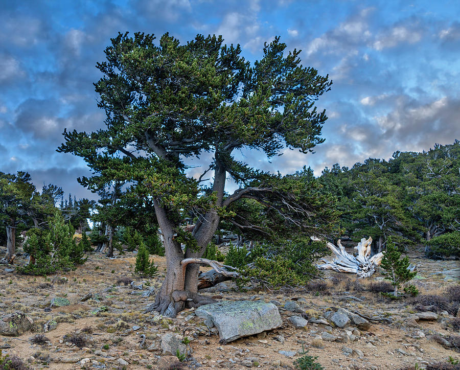 Bristlecone Pines #2 Photograph by Lorraine Baum