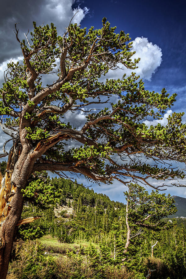 Bristlecone Trees by Jeanette Fellows Bristlecone Trees by Jeanette Fellows