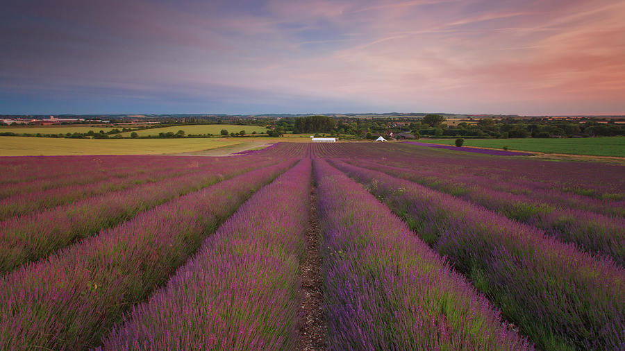 Britain Countryside Lavender In Sunset Photograph by Tu Xa Ha Noi