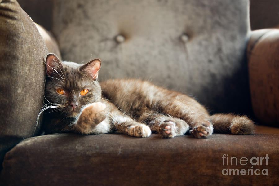 Cat Photograph - British Cat At Home by Nina Anna Cat Photograph - British Cat At Home by Nina Anna