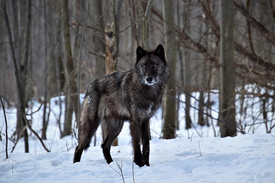 Alpha Wolf on Guard Photograph by Rose Guinther