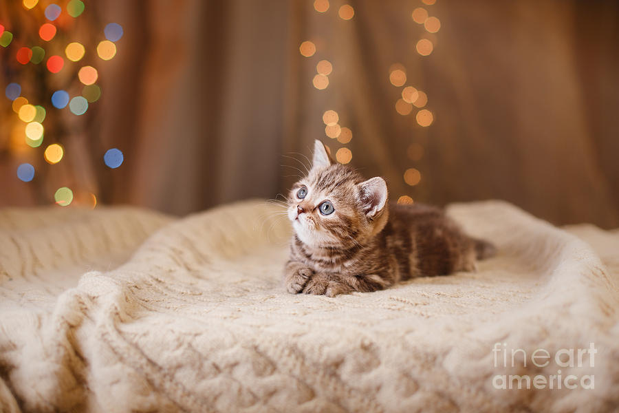 Small Photograph - British Kitten Christmas And New Year by Dezy Small Photograph - British Kitten Christmas And New Year by Dezy