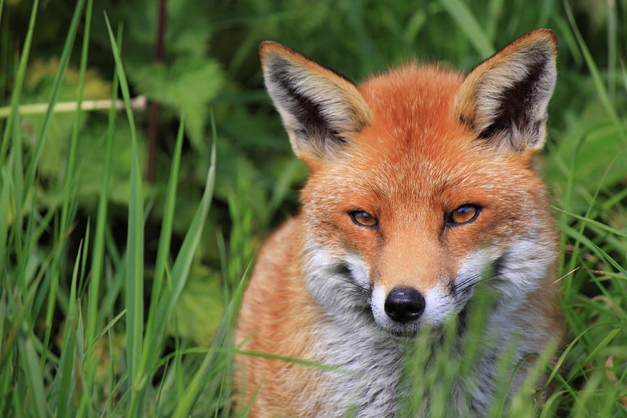 British Red Fox Photograph by Sarah Walton | Fine Art America