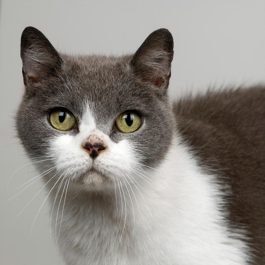 British Short Haired Blue And White Cat Digital Art by Simon Murrell ...