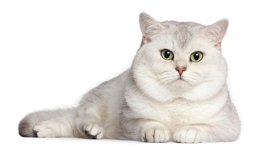 British Shorthair 2 Years Old by Life On White