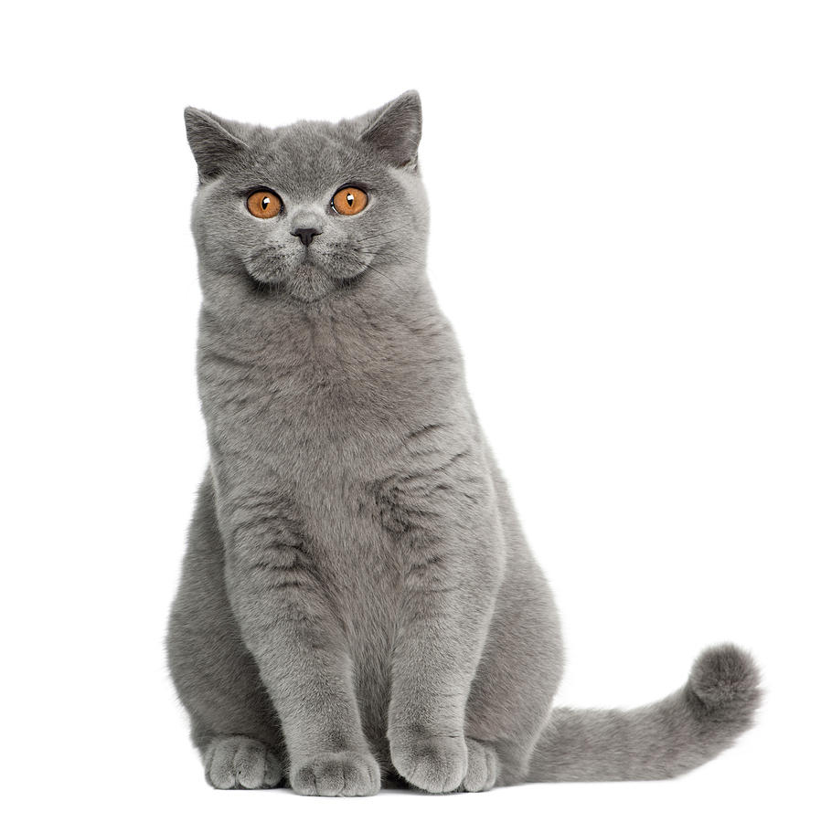 british shorthair 5 months old weight