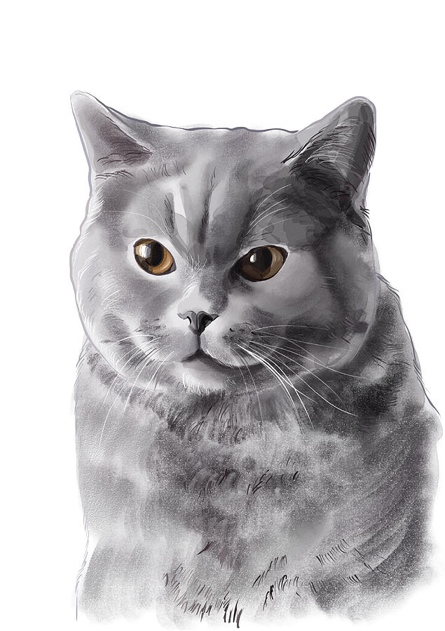 British Shorthair Cat Digital Art By Happy Inky