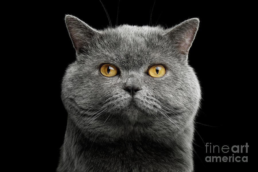 British Shorthair Grey Cat With Big Photograph by Seregraff