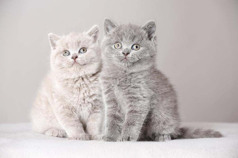 Animal Photograph - British Shorthair Kitten by Tierfotoagentur