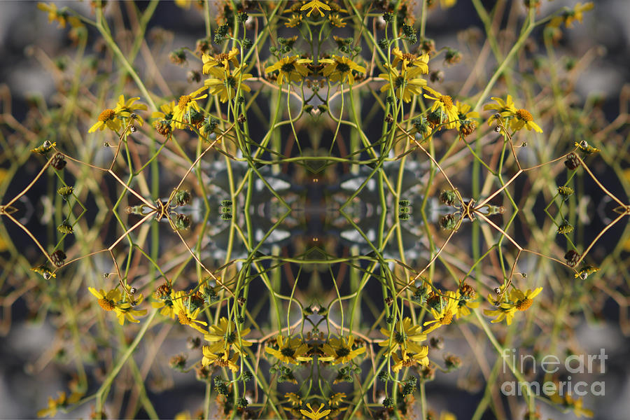 Brittle Bush Burst Pattern In Canary Yellow Photograph