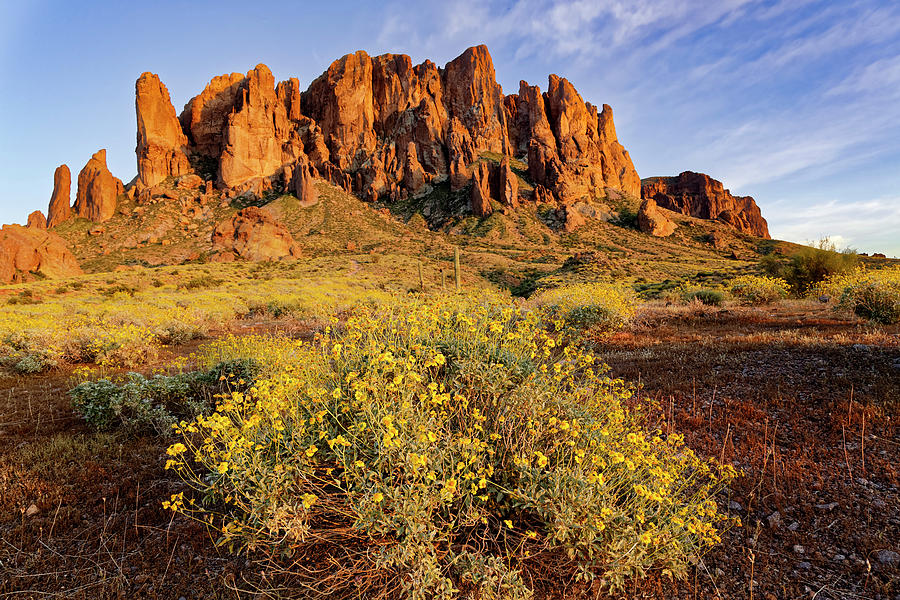 Brittle Bush Flowers And Sunset Photograph by Adam Jones - Fine Art America