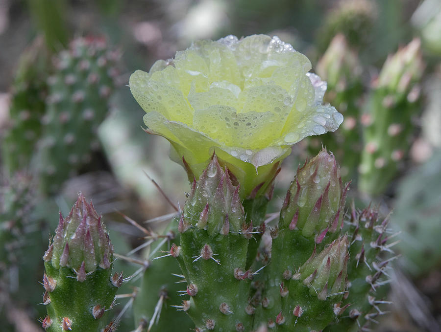 Brittle Prickly Pear Photograph by Kent Keller