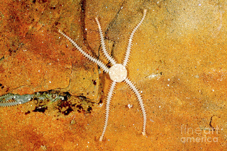 Brittle Star Photograph by Dr Keith Wheeler/science Photo Library