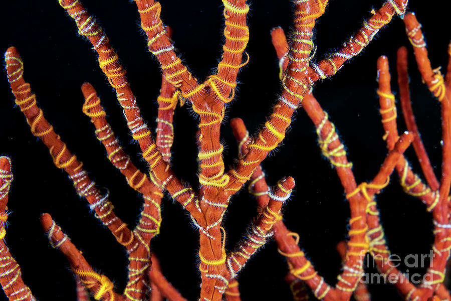 Brittle Stars On A Gorgonian Photograph by Alexander Semenov/science Photo Library