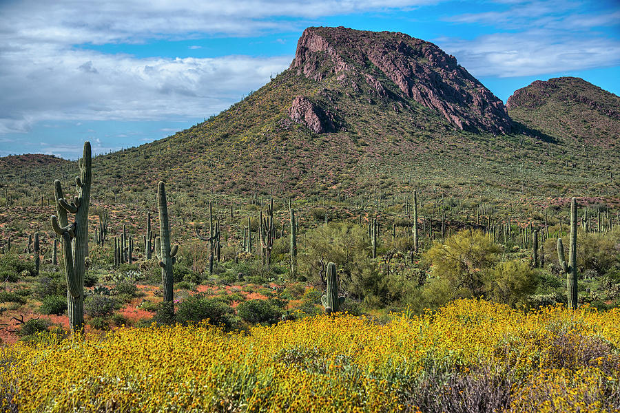 Brittlebush and Saguaro Cactus in the springtime in Arizona Photograph by Dave Dilli