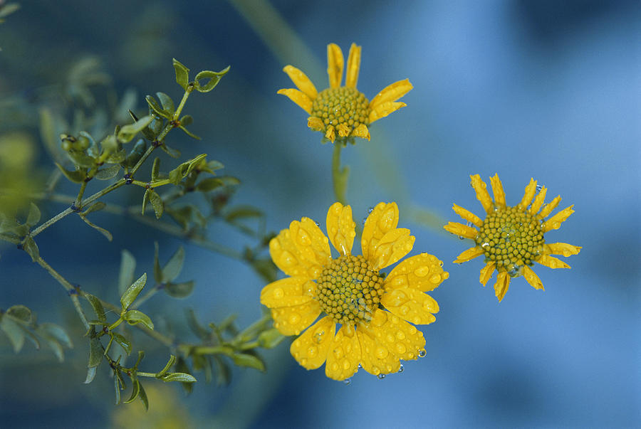 Brittlebush Flowers Photograph by Michael Lustbader